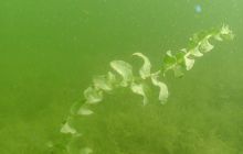 Hańcza - Lipiec 2011