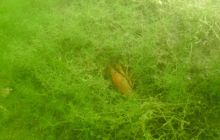 Hańcza - Lipiec 2011