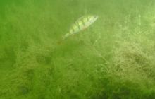 Hańcza - Lipiec 2011