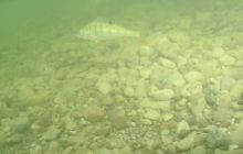 Hańcza - Lipiec 2011