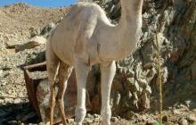 Egipt Sharm - Październik 2005