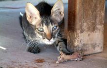 Egipt Sharm - Październik 2005