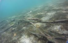 Zdjęcia z jeziora Lobeliowego - wrzesień 2011