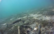 Zdjęcia z jeziora Lobeliowego - wrzesień 2011