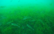 Zdjęcia z jeziora Lobeliowego - wrzesień 2011