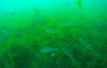 Zdjęcia z jeziora Lobeliowego - wrzesień 2011