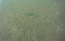 Zdjęcia z jeziora Zmarłe - wrzesień 2011