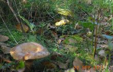 Zdjęcia z jeziora Zmarłe - wrzesień 2011