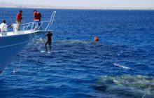 Zdjęcia z Safagi - paźdzernik 2011