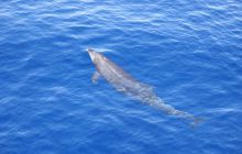 Zdjęcia z Safagi - paźdzernik 2011