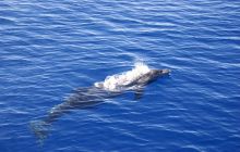 Zdjęcia z Safagi - paźdzernik 2011