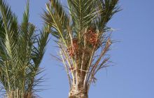 Zdjęcia z Safagi - paźdzernik 2011