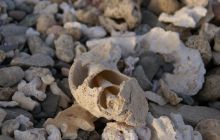 Zdjęcia z Safagi - paźdzernik 2011