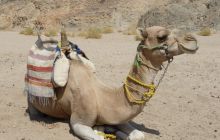 Zdjęcia z Safagi - paźdzernik 2011