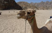 Zdjęcia z Safagi - paźdzernik 2011