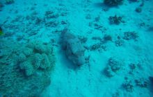 Zdjęcia z Safagi - paźdzernik 2011