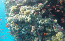 Zdjęcia z Safagi - paźdzernik 2011