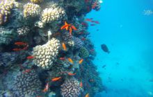 Zdjęcia z Safagi - paźdzernik 2011