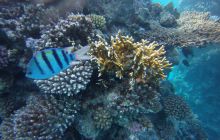 Zdjęcia z Safagi - paźdzernik 2011