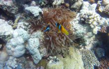 Zdjęcia z Safagi - paźdzernik 2011