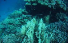 Zdjęcia z Safagi - paźdzernik 2011