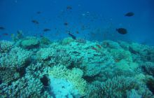 Zdjęcia z Safagi - paźdzernik 2011