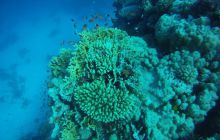 Zdjęcia z Safagi - paźdzernik 2011