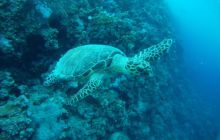 Zdjęcia z Safagi - paźdzernik 2011