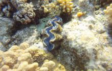 Zdjęcia z Safagi - paźdzernik 2011