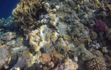 Zdjęcia z Safagi - paźdzernik 2011