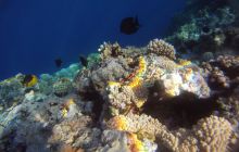 Zdjęcia z Safagi - paźdzernik 2011