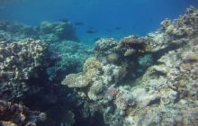 Zdjęcia z Safagi - paźdzernik 2011