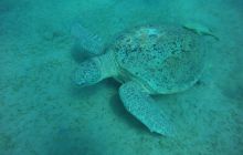 Zdjęcia z Safagi - paźdzernik 2011