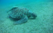 Zdjęcia z Safagi - paźdzernik 2011