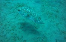 Zdjęcia z Safagi - paźdzernik 2011