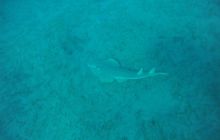 Zdjęcia z Safagi - paźdzernik 2011