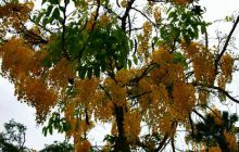 Galapagos listopad 2011