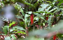 Galapagos listopad 2011