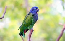 Galapagos listopad 2011