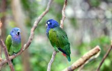 Galapagos listopad 2011