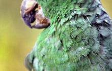 Galapagos listopad 2011