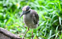 Galapagos listopad 2011