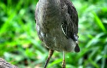 Galapagos listopad 2011