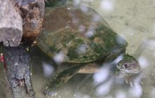 Galapagos listopad 2011