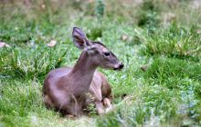 Galapagos listopad 2011