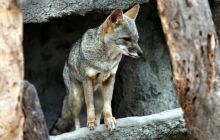 Galapagos listopad 2011