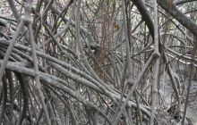 Galapagos listopad 2011