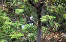 Galapagos listopad 2011