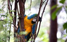 Galapagos listopad 2011