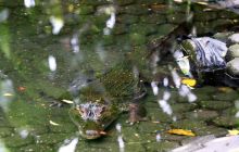 Galapagos listopad 2011